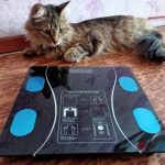 Smart Body Weight Scale With Smartphone App Bluetooth photo review