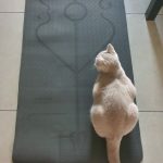 Yoga Mat with Position Lines 6 Colour Best Quality Material photo review
